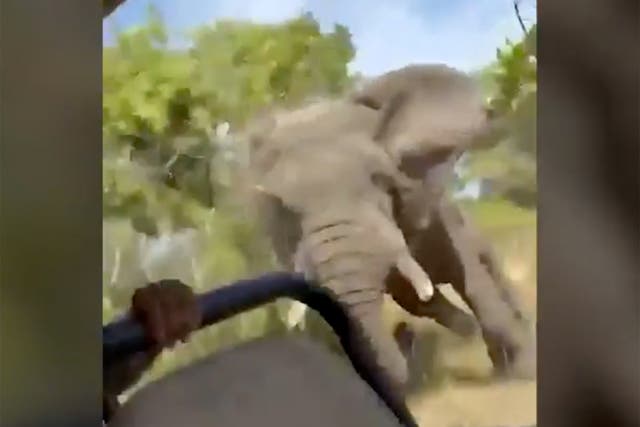 <p>Eighty-year-old American tourist killed during wildlife safari in Zambia after ‘aggressive’ bull elephant charges at vehicle</p>